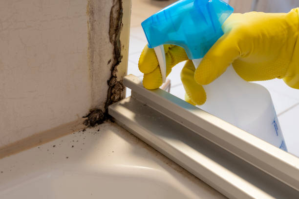 Best Certified Mold Removal  in Etowah, TN