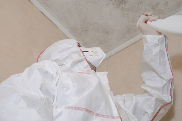 Best Attic Mold Removal  in Etowah, TN